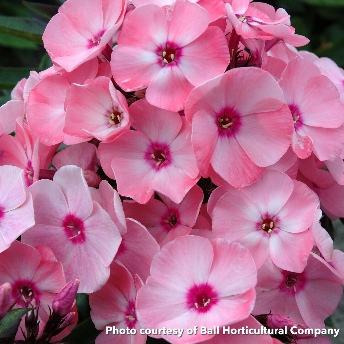 Phlox paniculata Sweet Summer Queen 1G