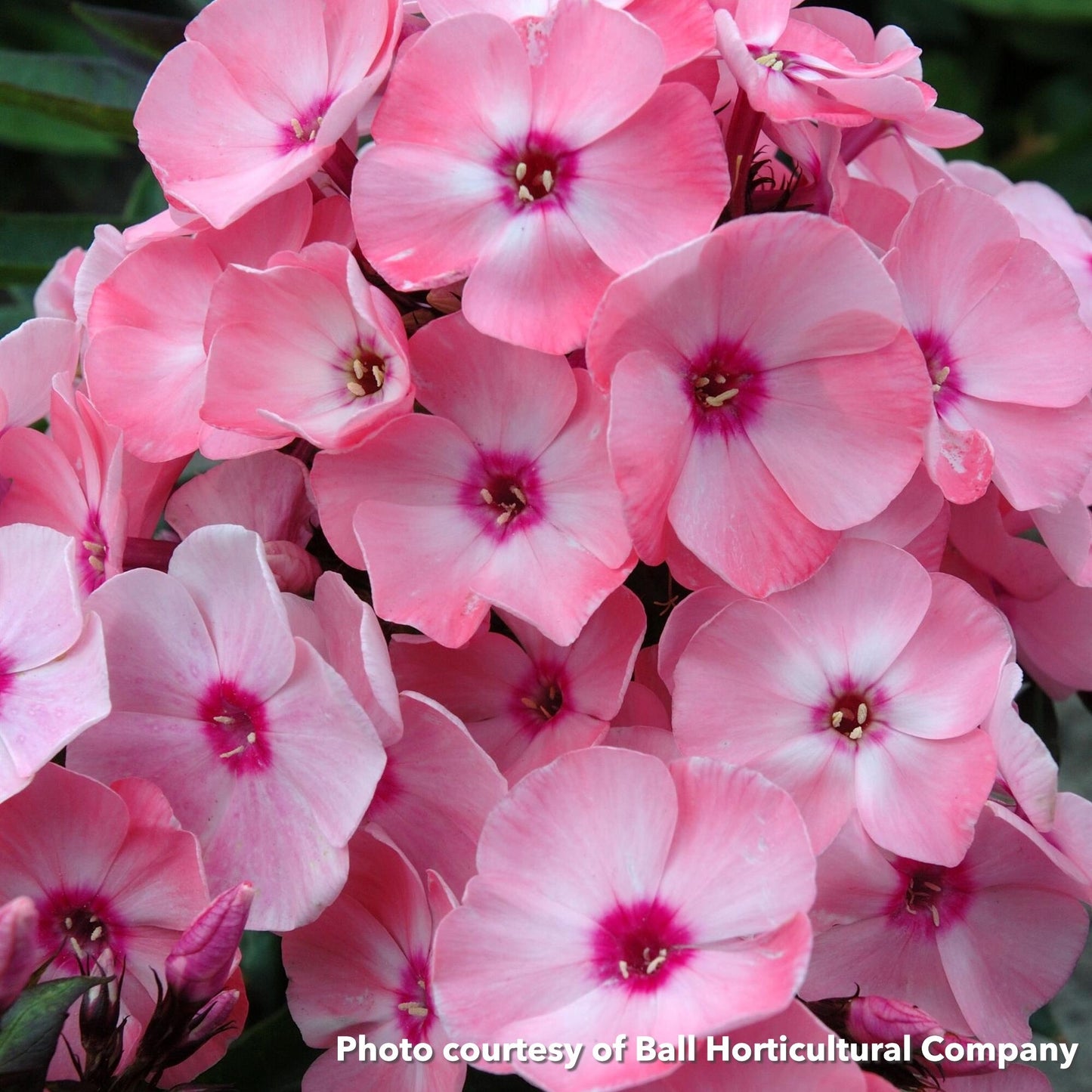 Phlox paniculata Sweet Summer Queen 1Q