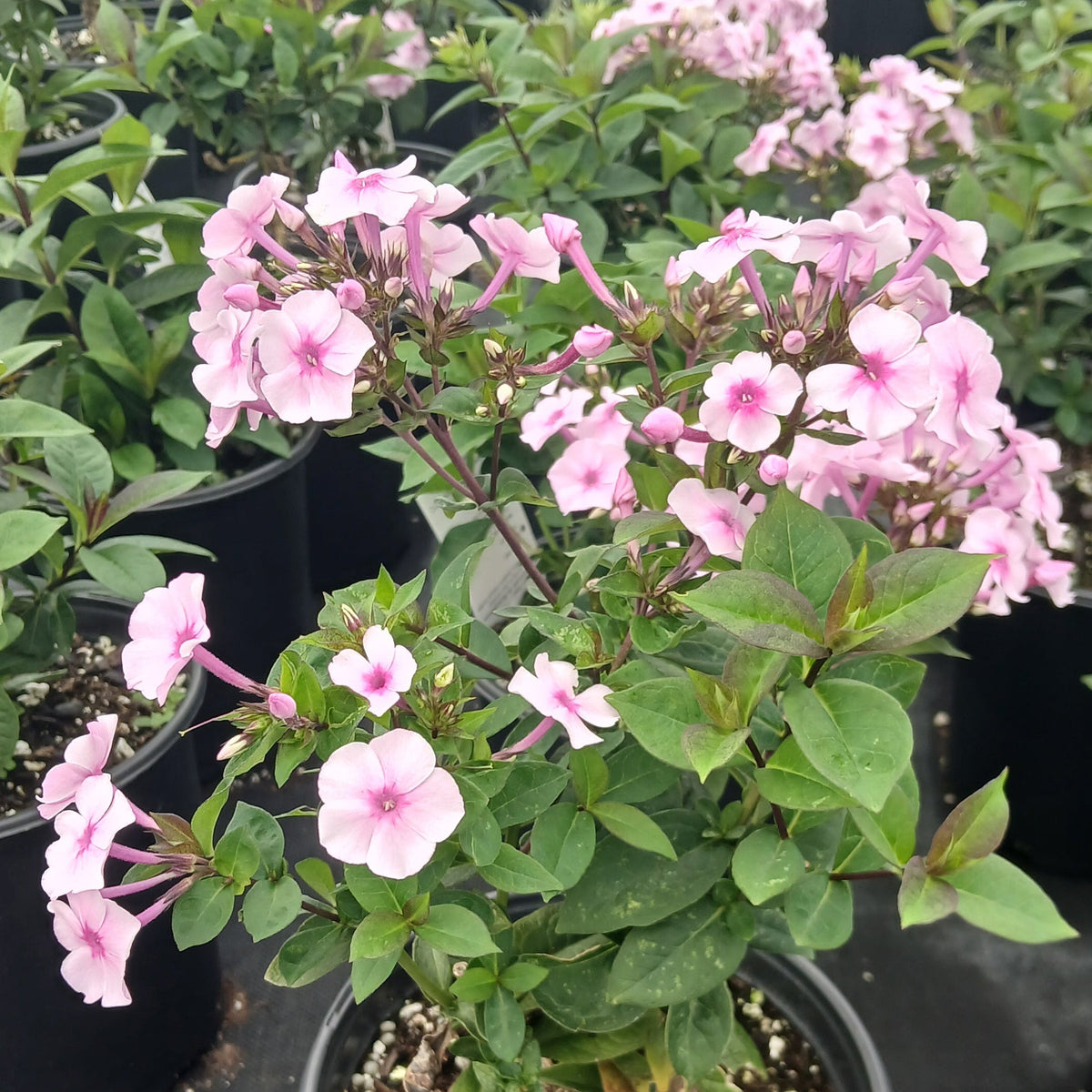 Phlox paniculata Ka-Pow Soft Pink 1G