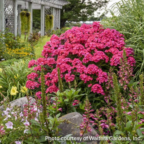 Phlox paniculata Garden Girls Glamour Girl 1G