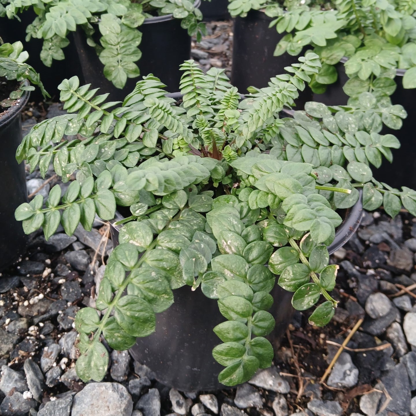 Polemonium boreale Heavenly Habit 1G