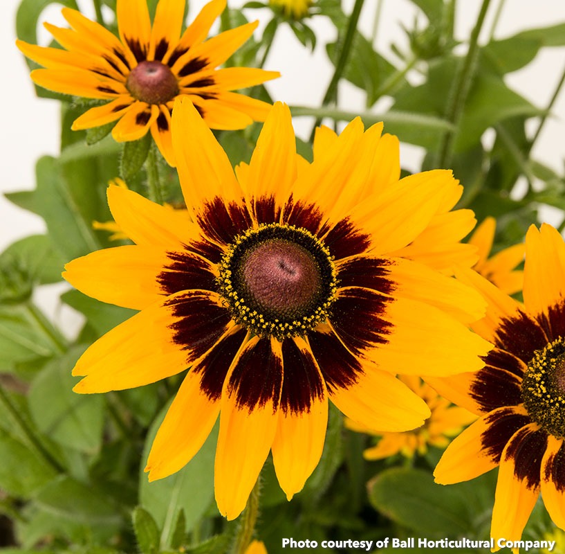 Rudbeckia hirta Dakota Flame 1G