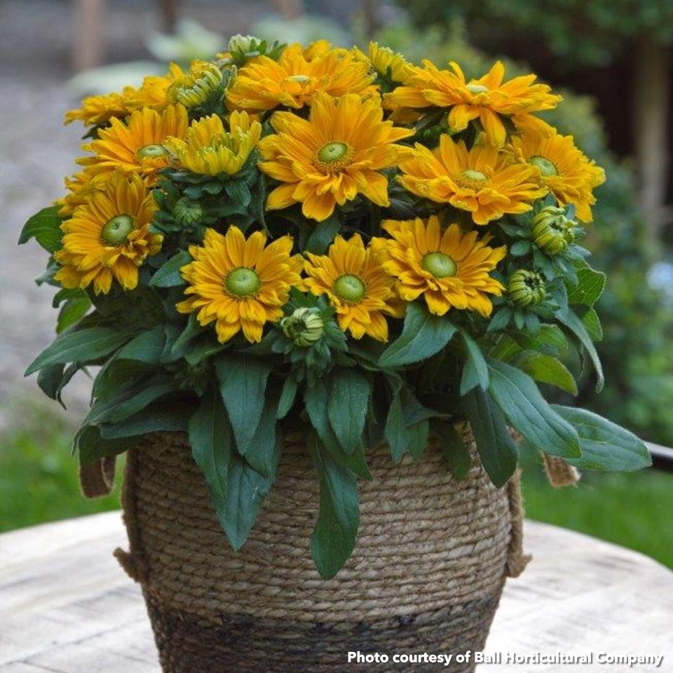 Rudbeckia x Sunbeckia Emma 1G