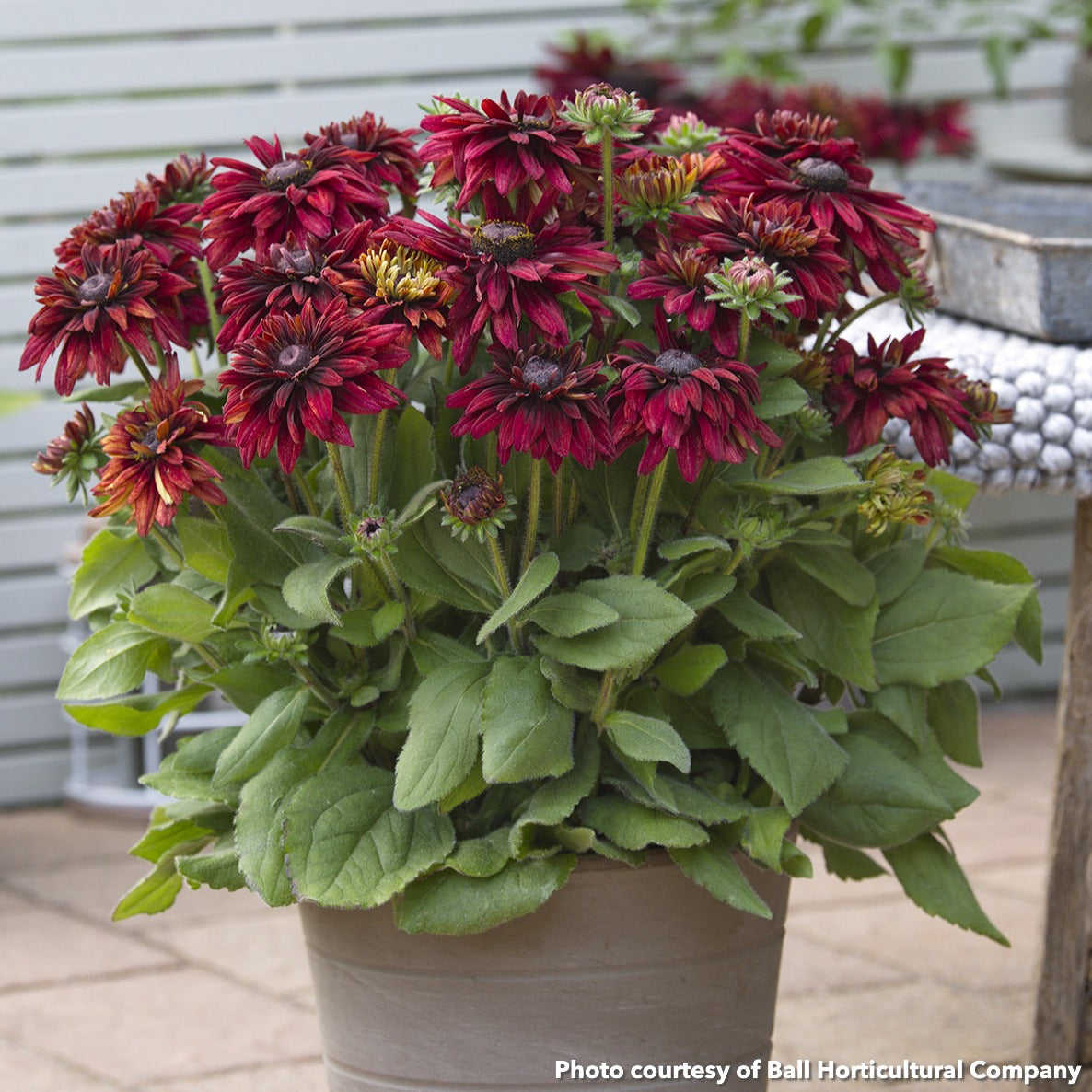 Rudbeckia x Sunbeckia Graffiti Scarlet 1G