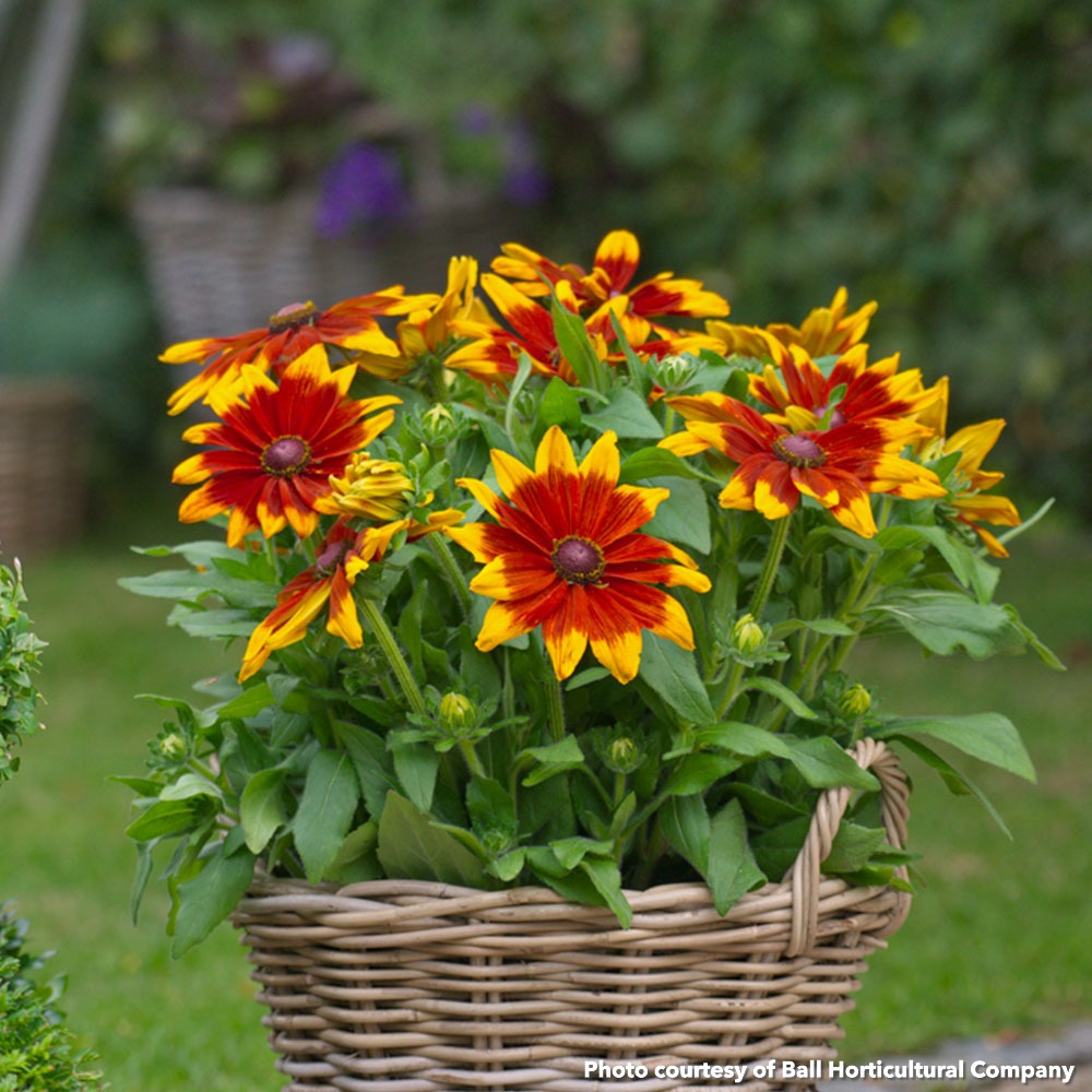 Rudbeckia x Sunbeckia Mia 1G