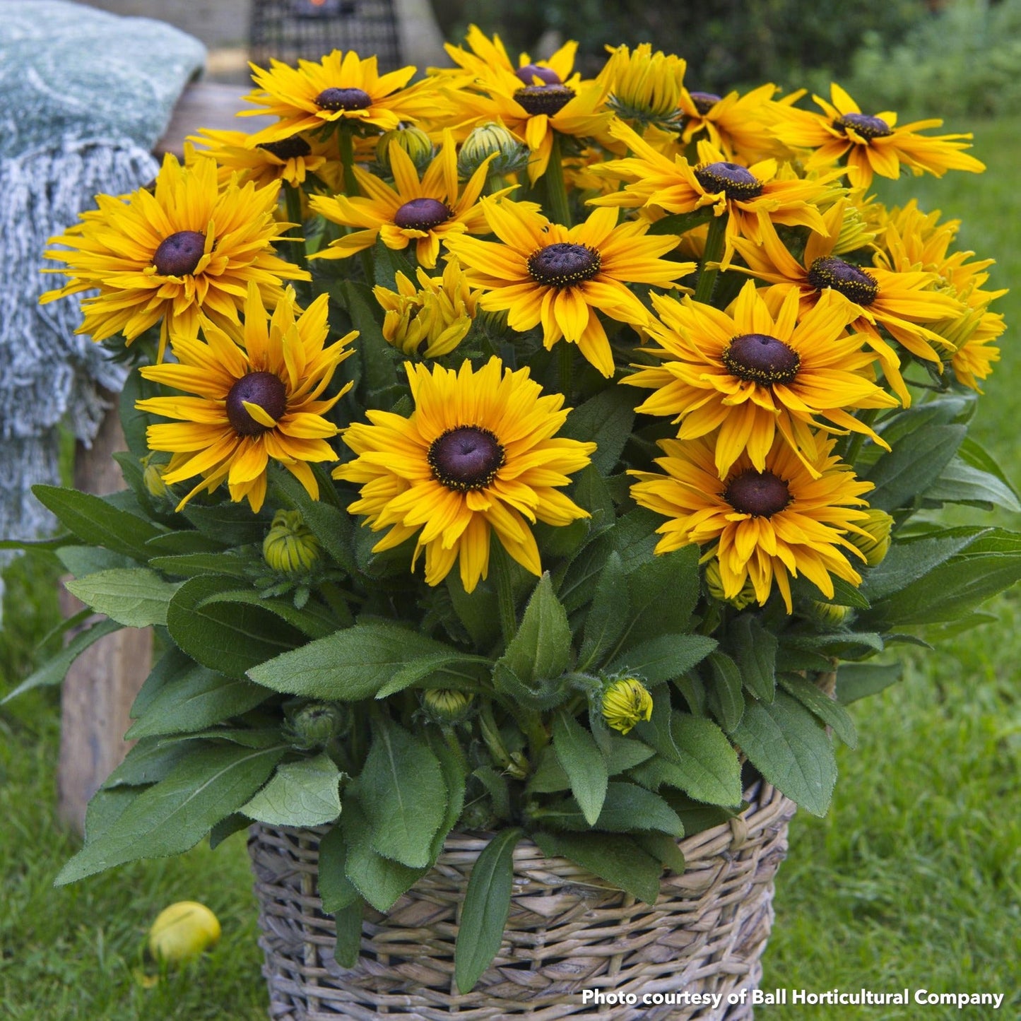 Rudbeckia x Sunbeckia Stella 1G