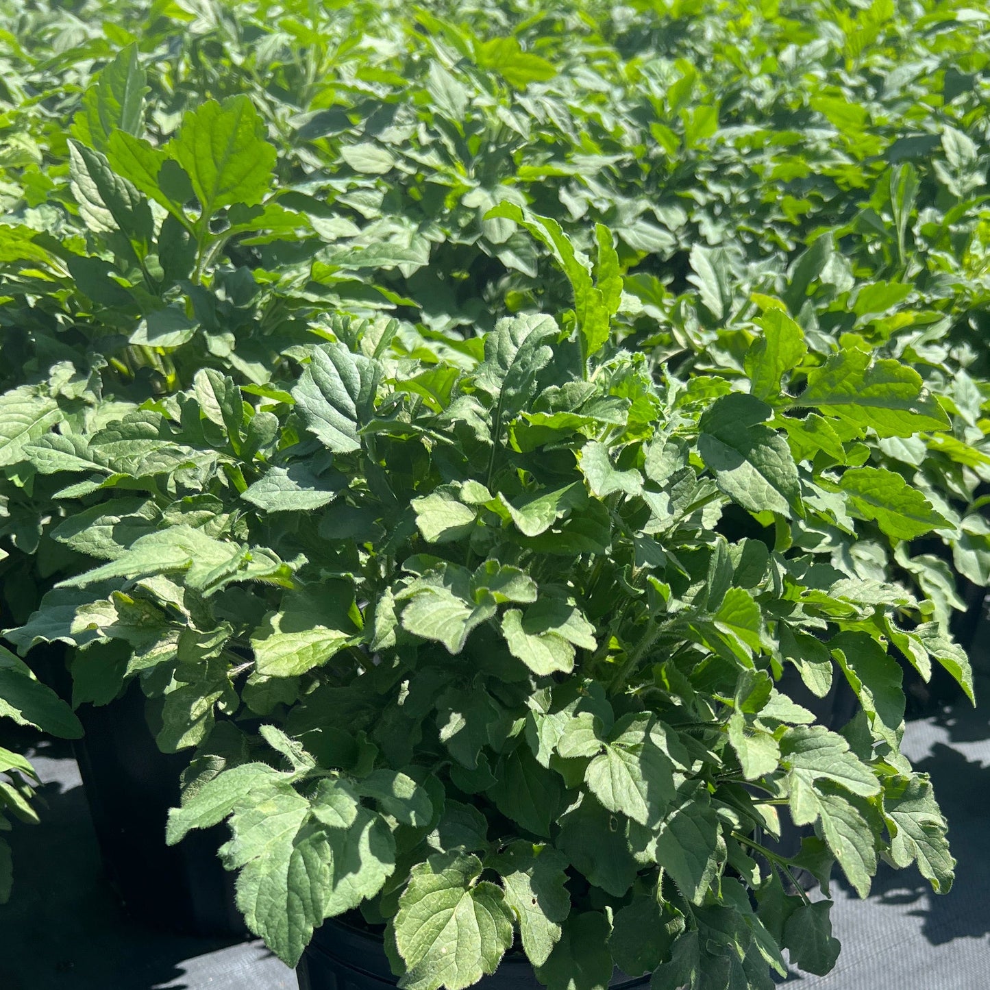 Rudbeckia triloba Prairie Glow 1Q
