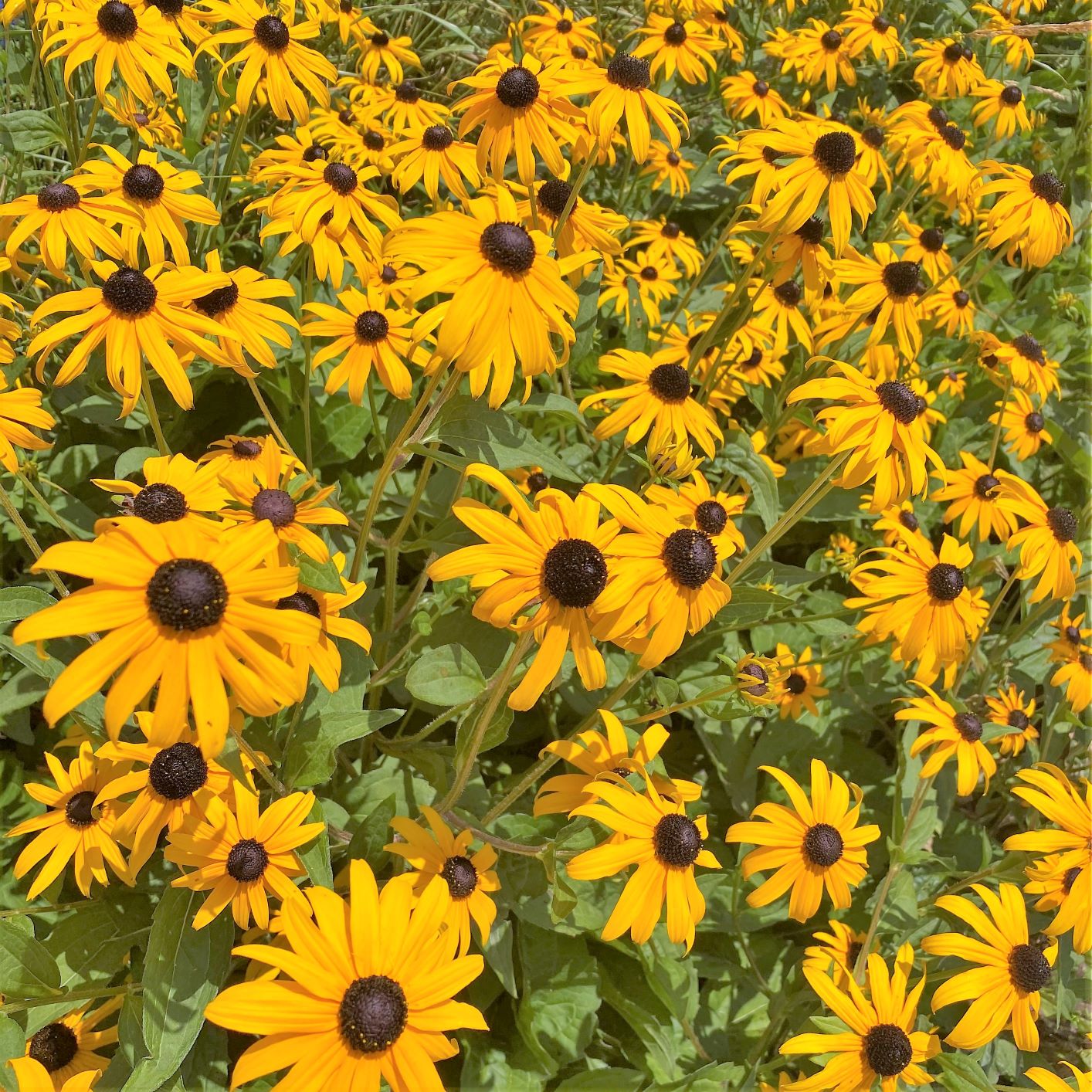 Rudbeckia fulgida var. sullivantii Goldsturm 1Q