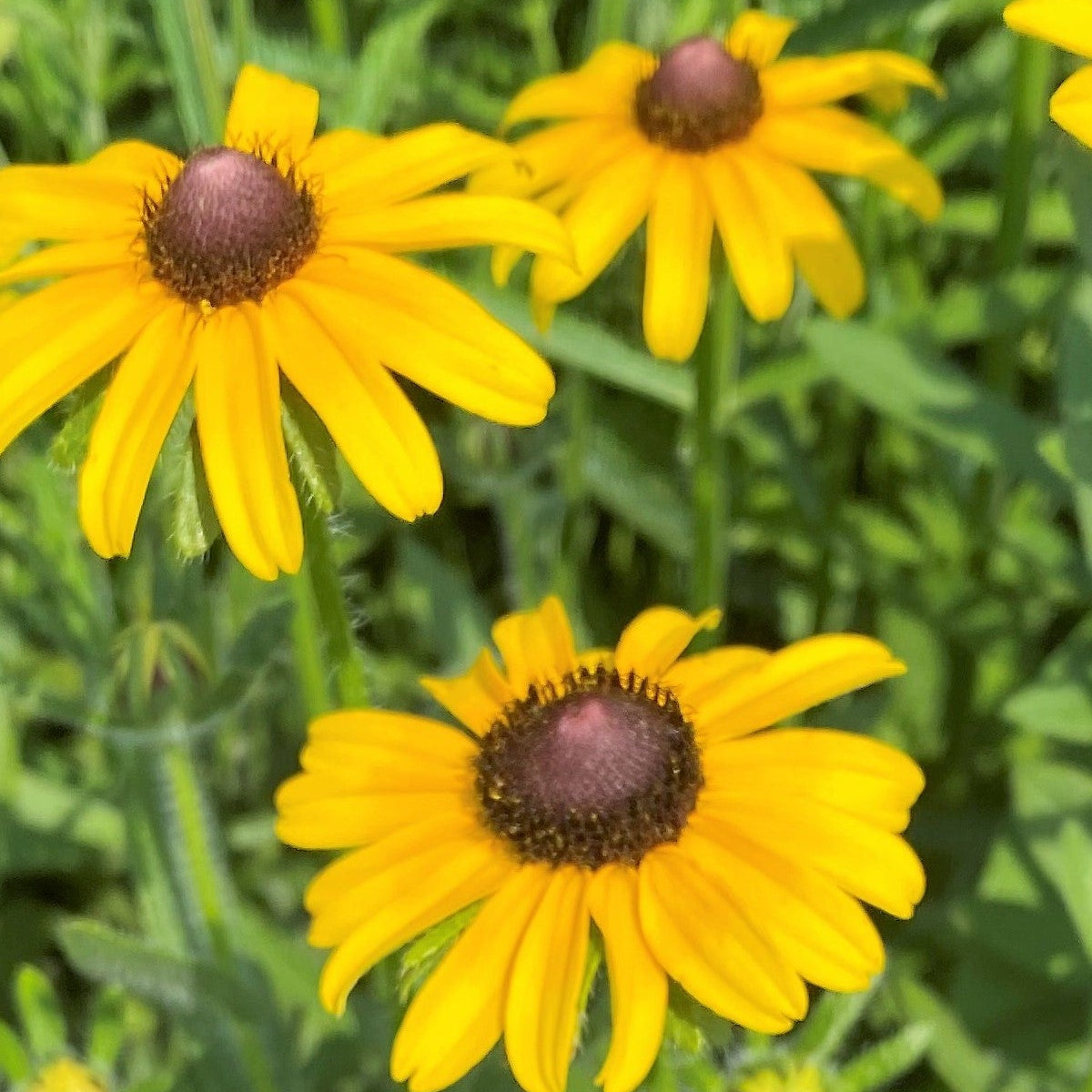 Rudbeckia hirta 1G