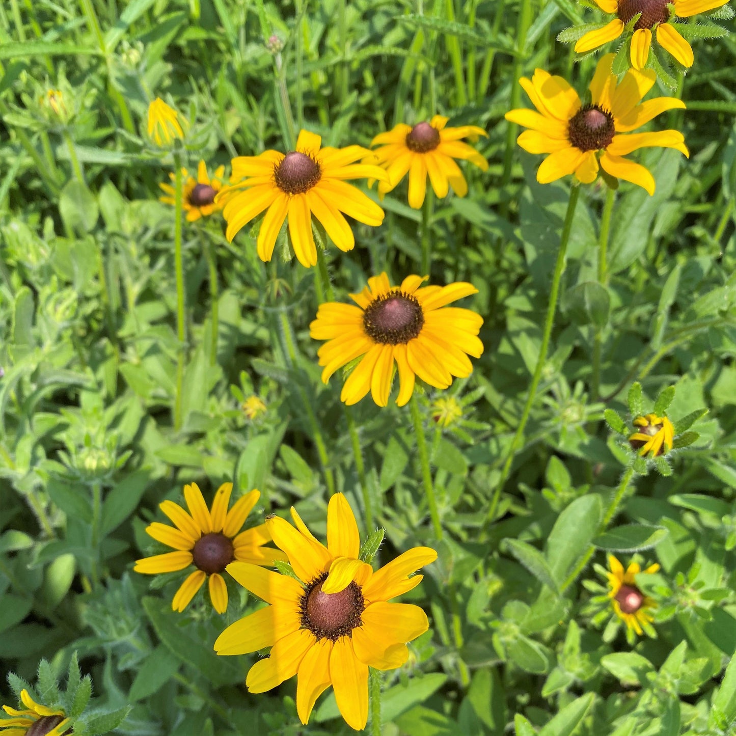 Rudbeckia hirta 1Q