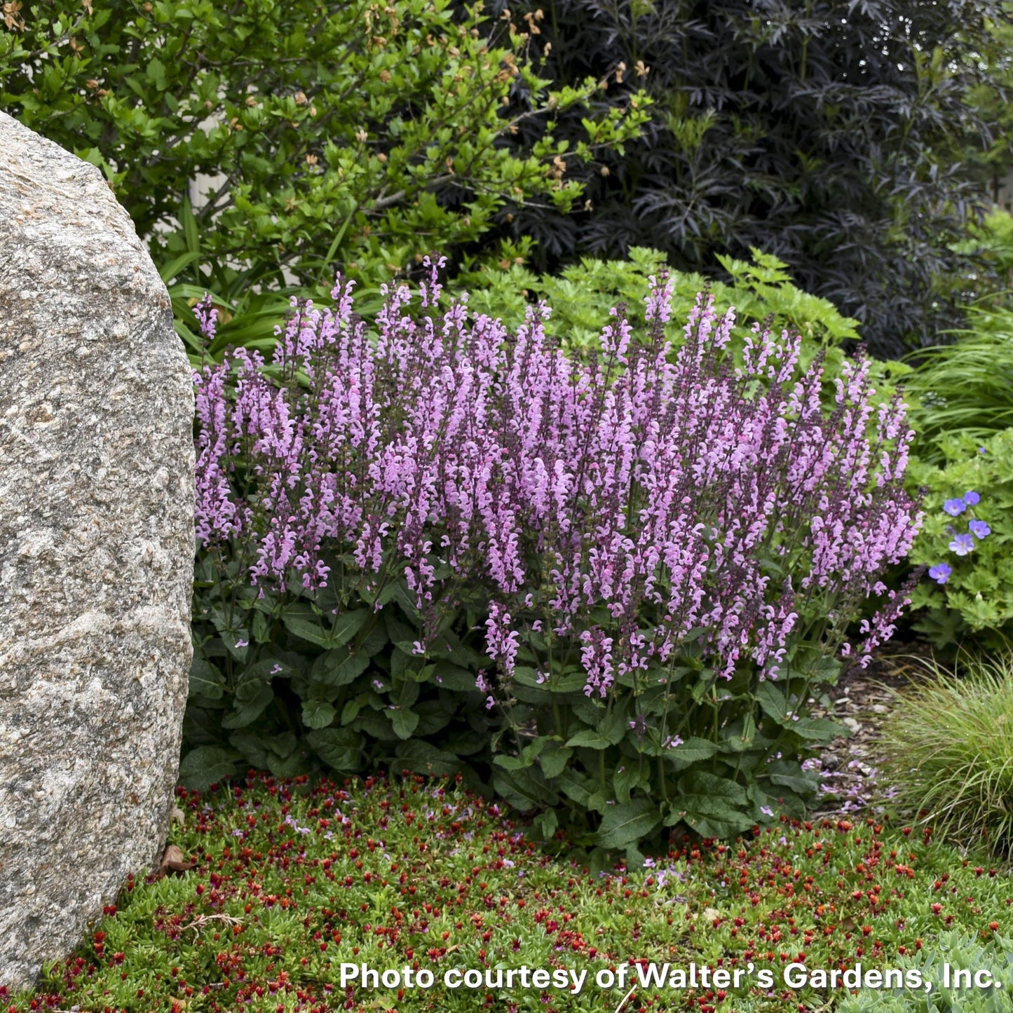 Salvia x Color Spires Pink Dawn 1G