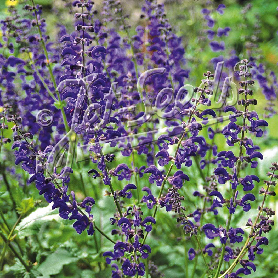Salvia pratensis Twilight Serenade 1Q