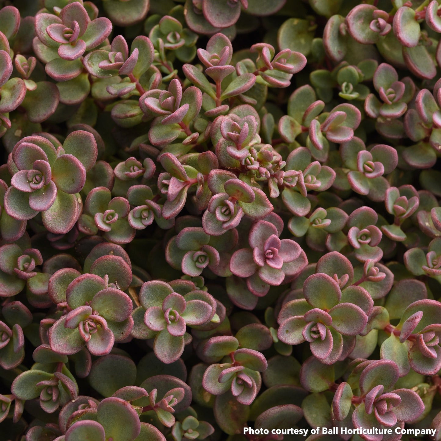 Sedum cauticola Shamrock 1Q