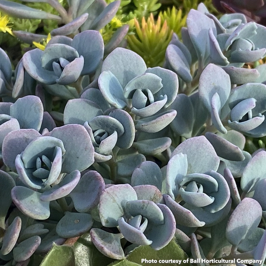 Sedum x Sunsparkler Cosmic Comet 1Q