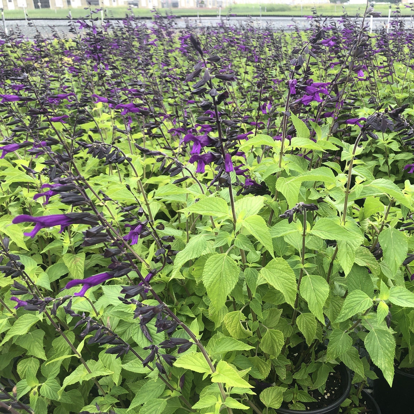 Salvia x Amistad 1G