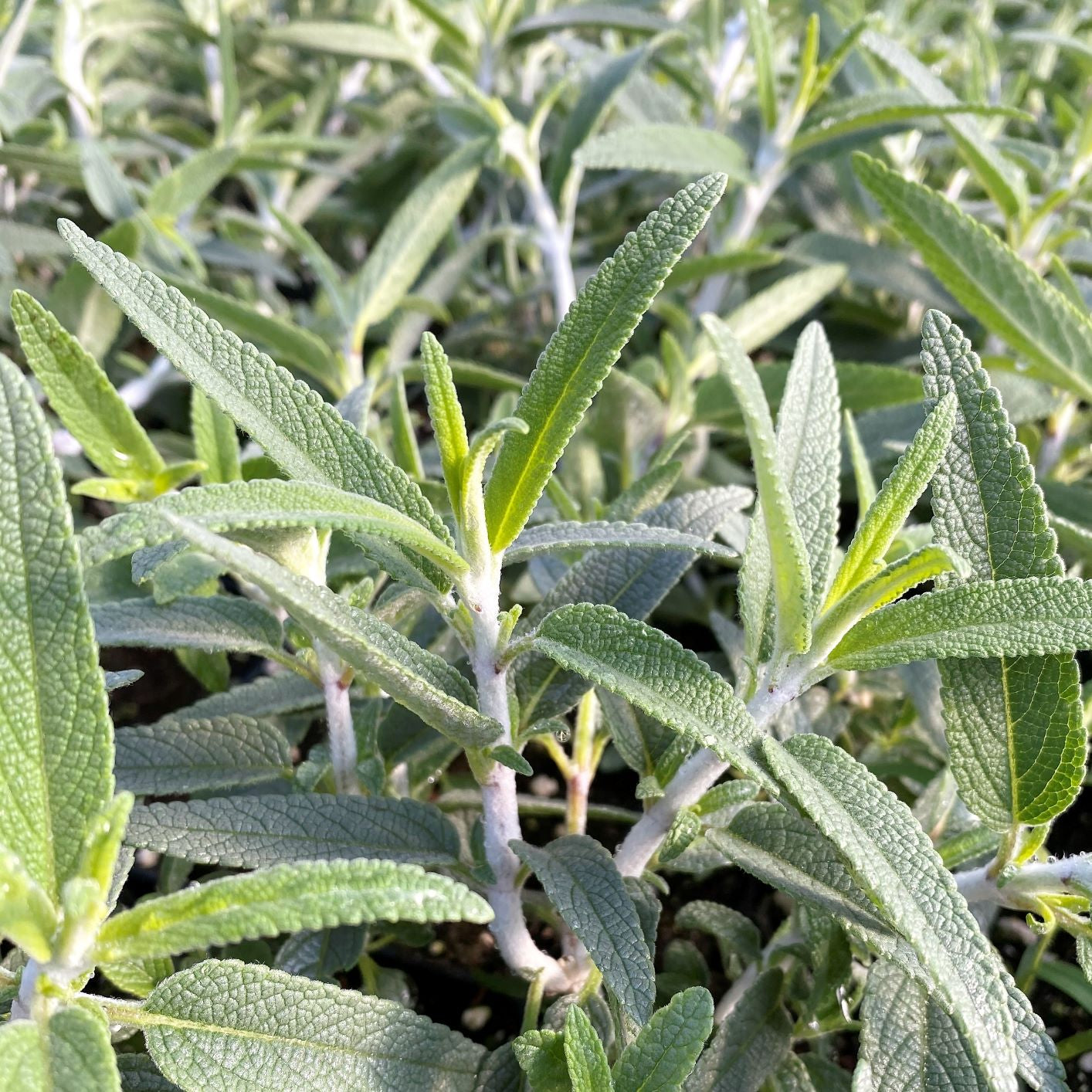 Salvia leucantha Santa Barbara 1G