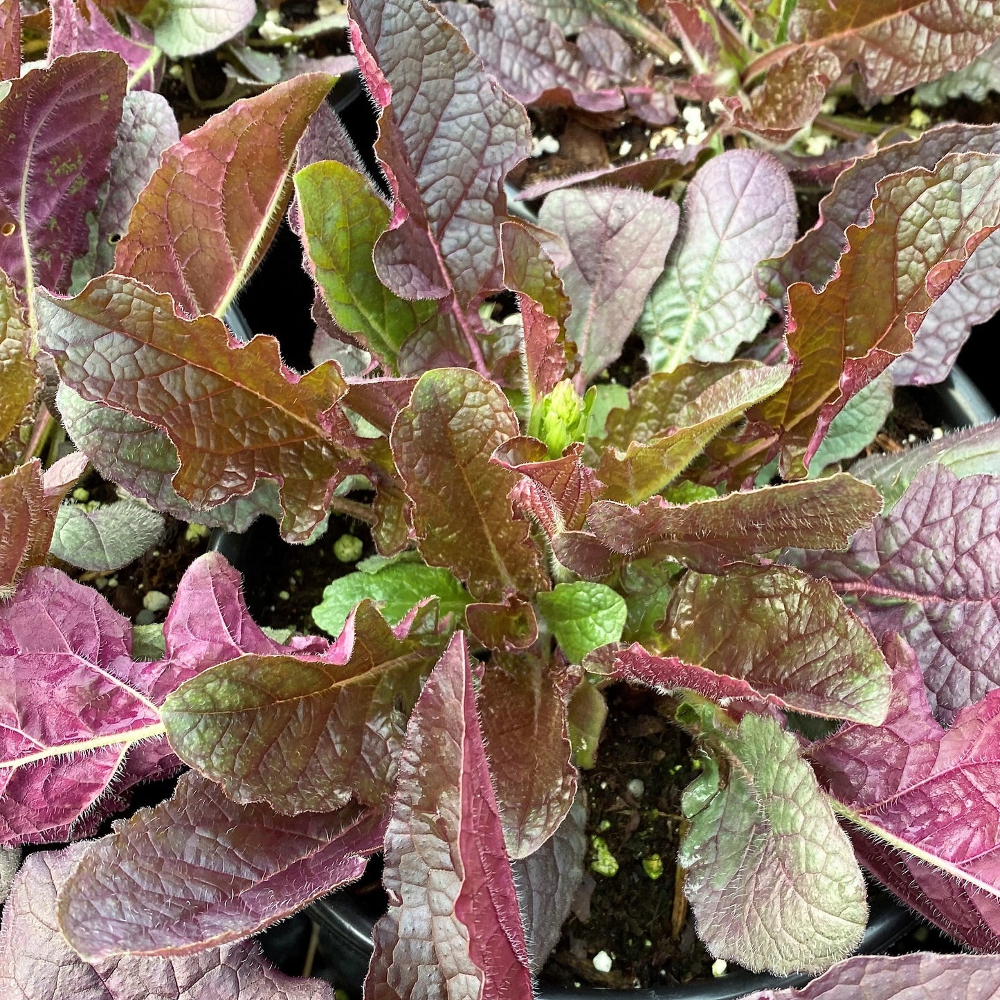 Salvia lyrata Purple Knockout 1G