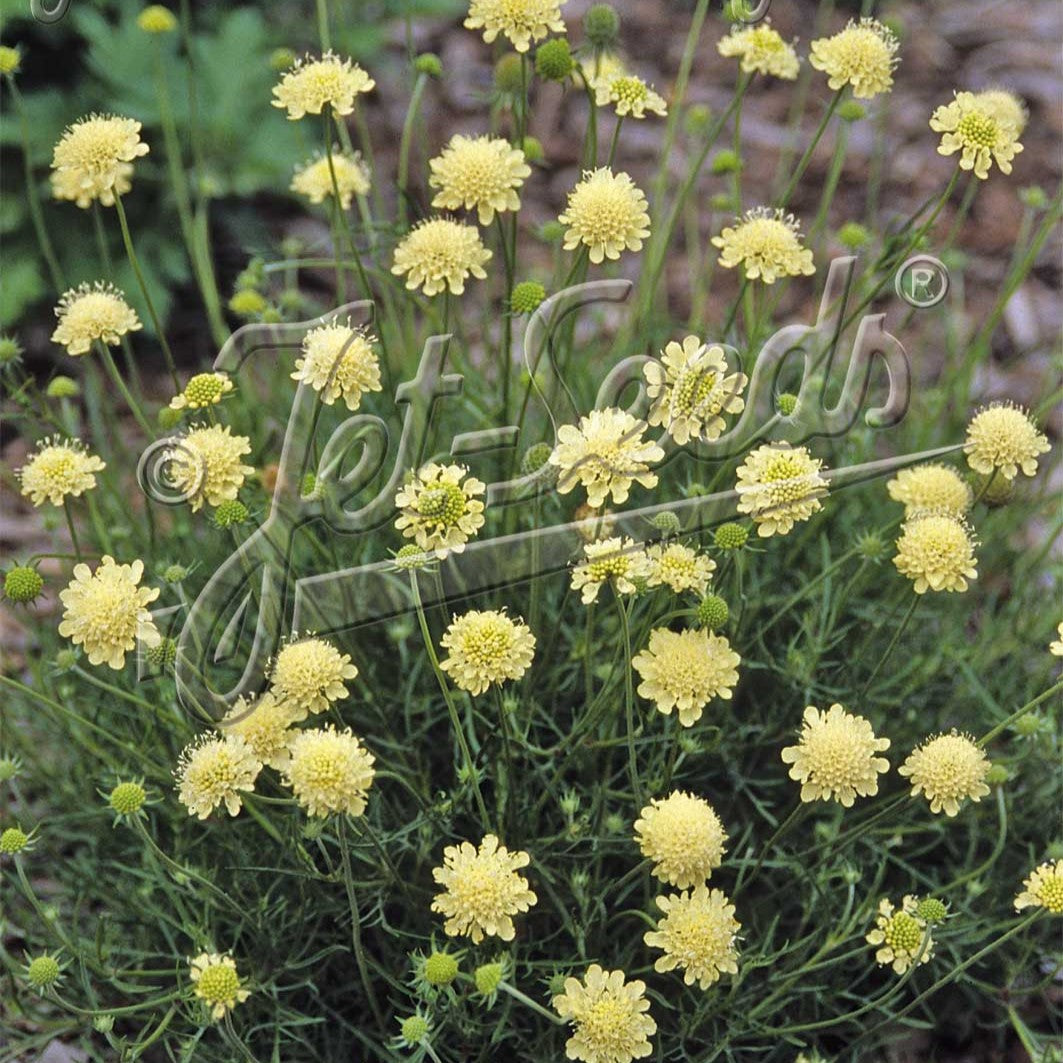 Scabiosa ochroleuca Moon Dance 1Q
