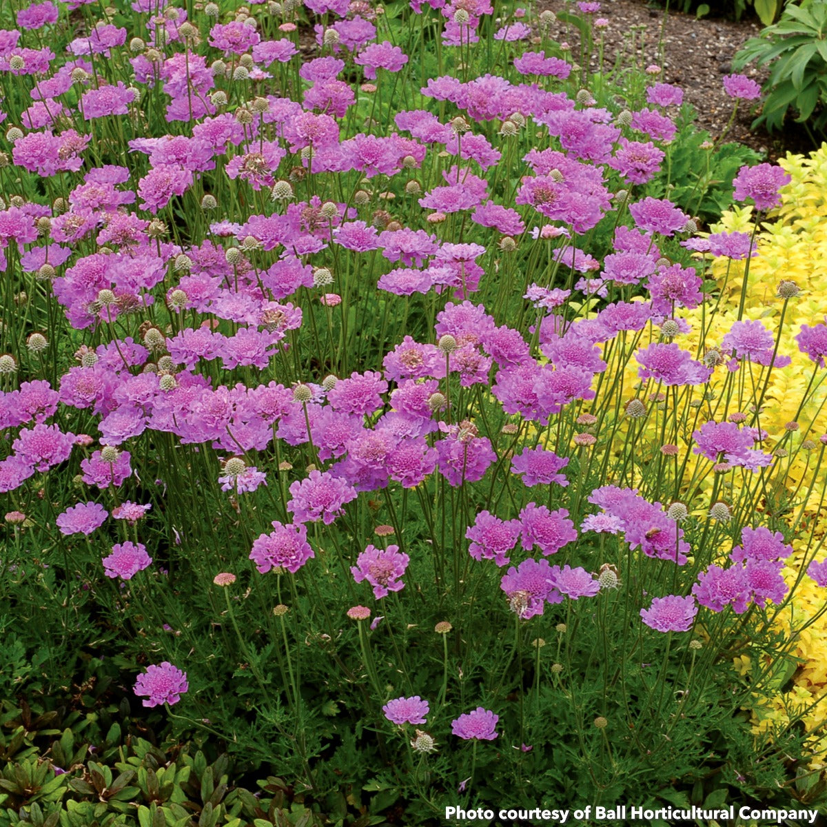 Scabiosa x Vivid Violet 1G