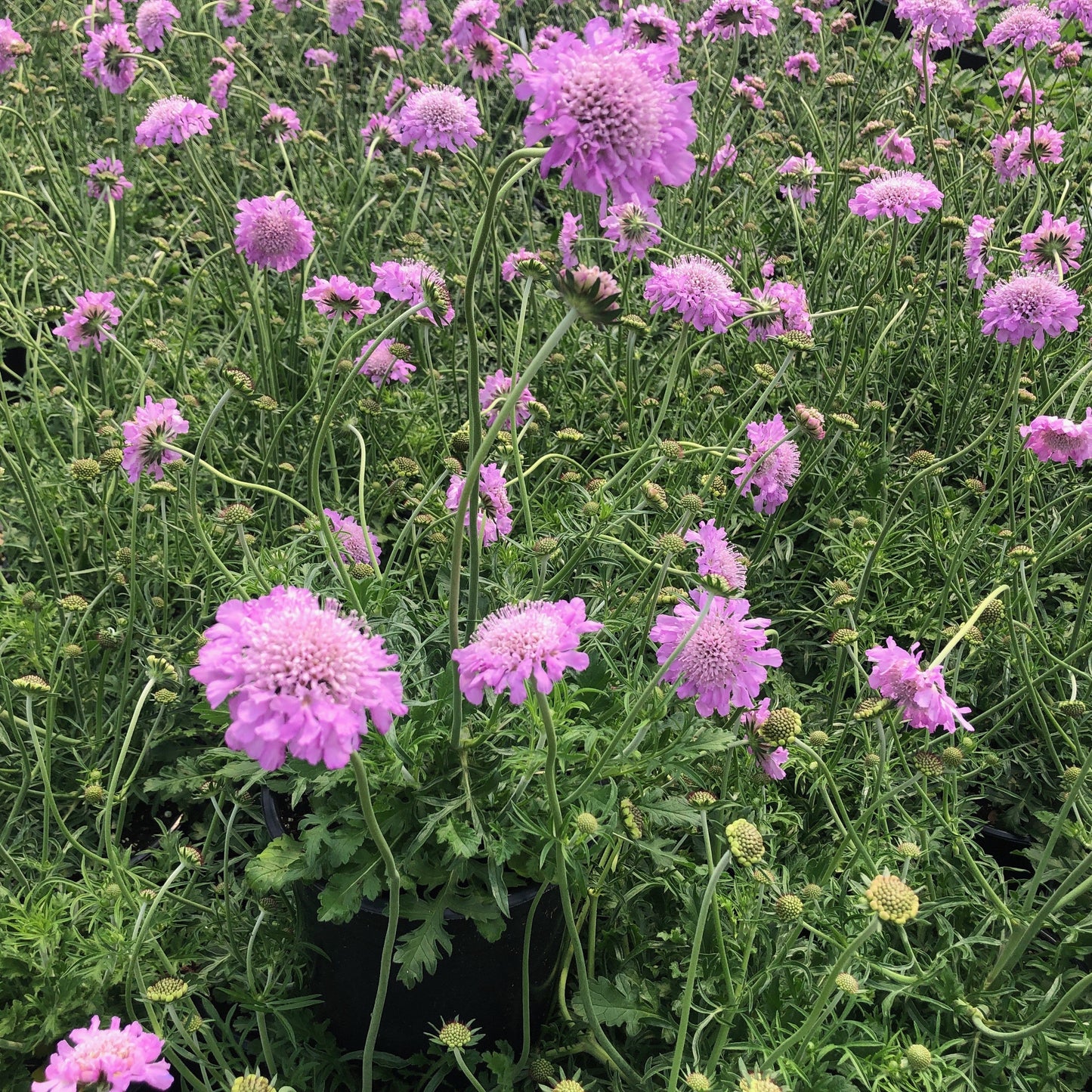 Scabiosa columbaria Pink Mist 1G