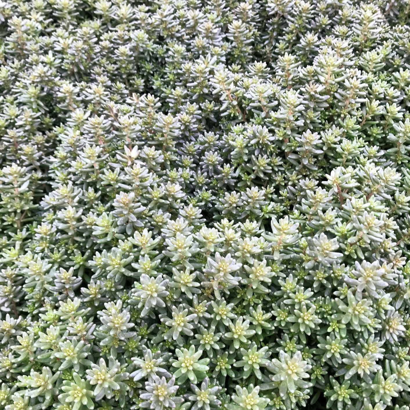 Sedum album Coral Carpet 1Q