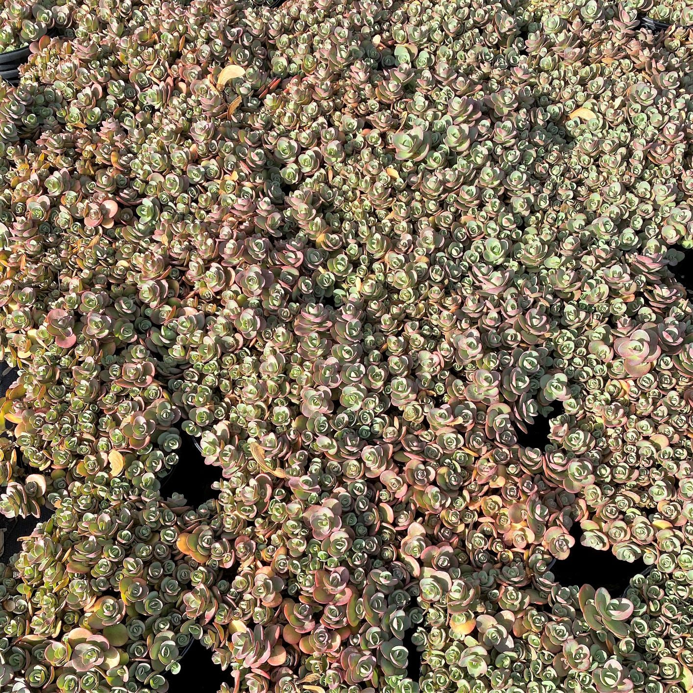 Sedum x Lime Zinger 1Q