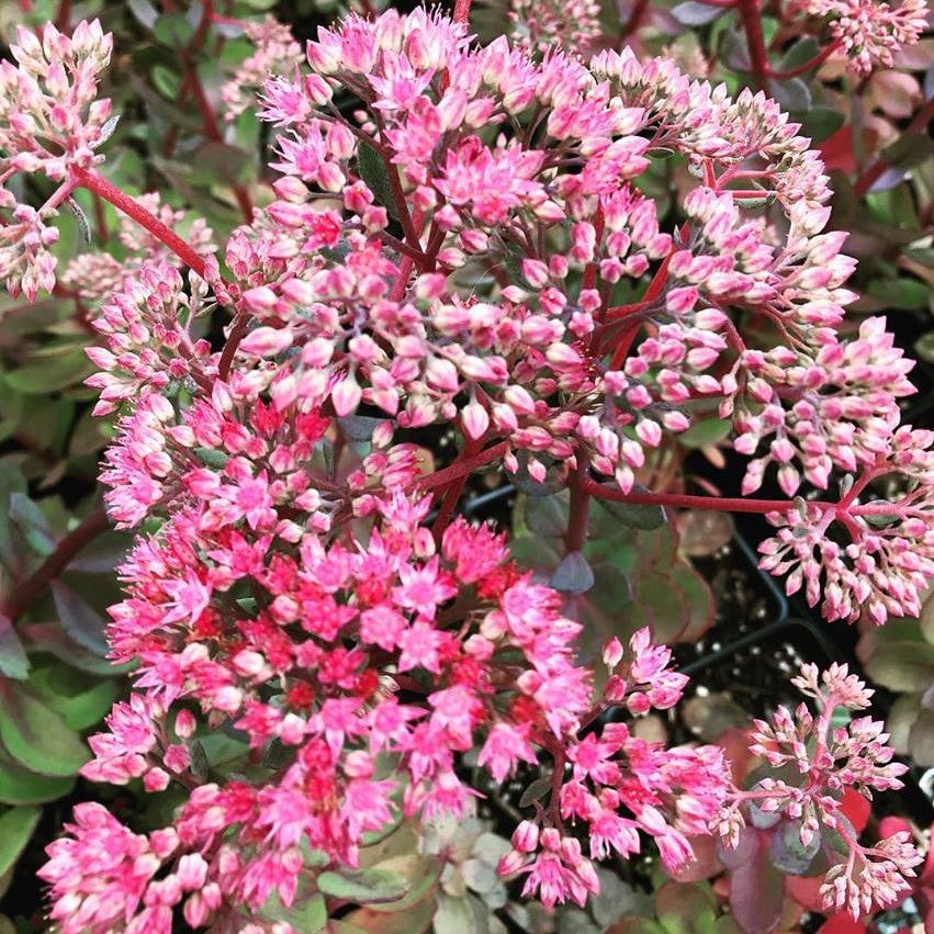 Sedum x Vera Jameson 1Q