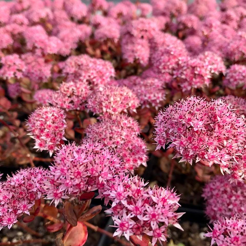 Sedum sieboldii 1G