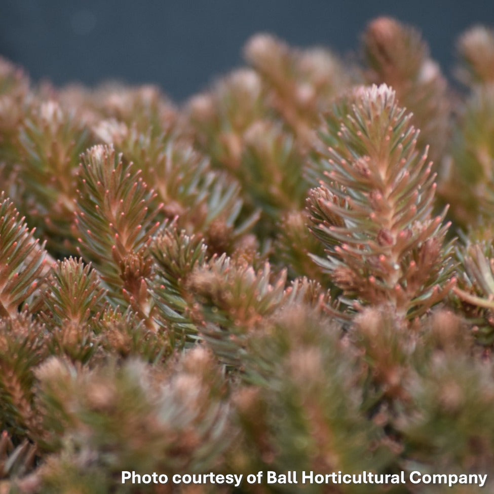 Sedum hakonense Chocolate Ball 1Q