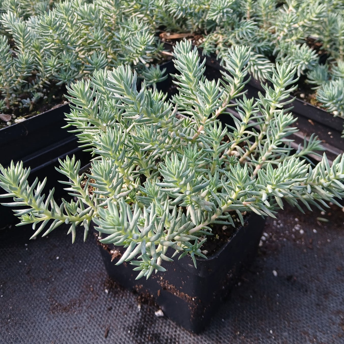 Sedum reflexum Blue Spruce 1Q