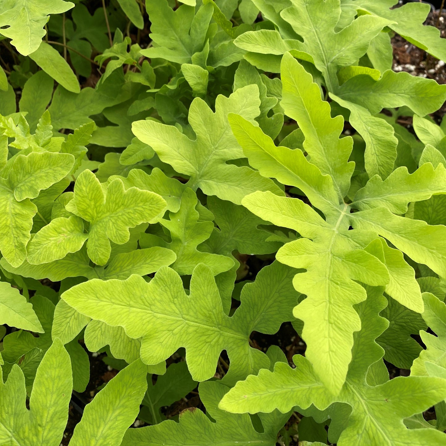 Sensitive Fern 1Q