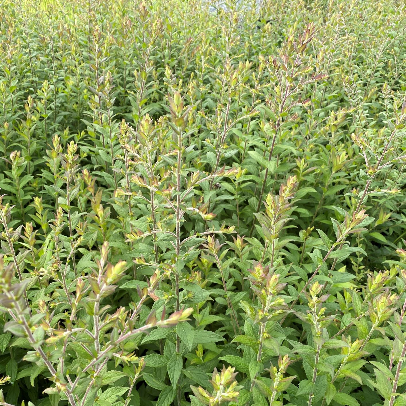 Solidago rugosa Fireworks 1G