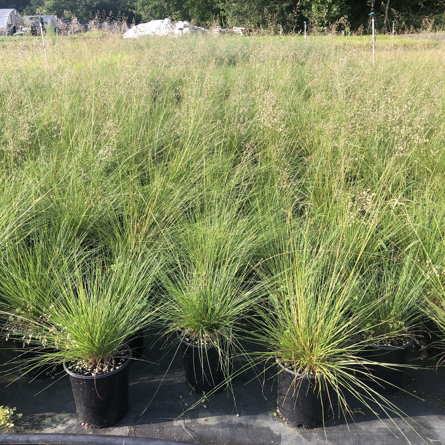 Sporobolus heterolepis 1G