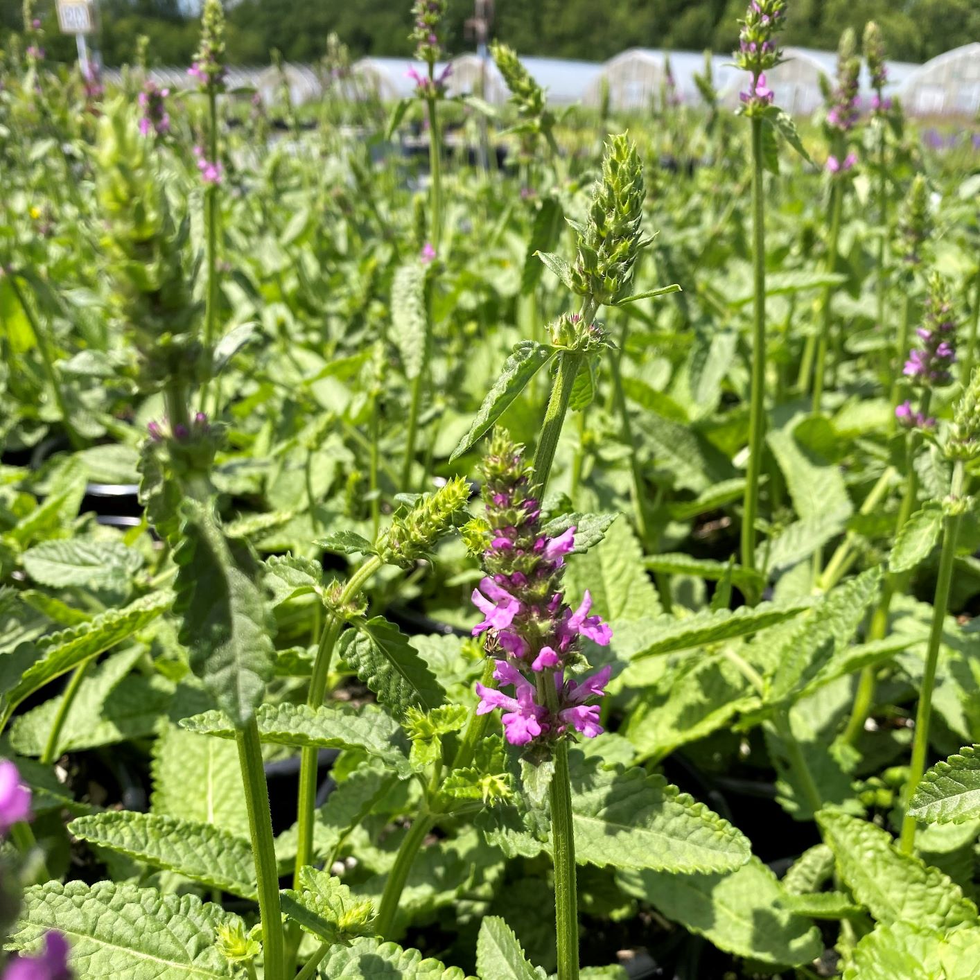 Stachys monieri Hummelo 1G