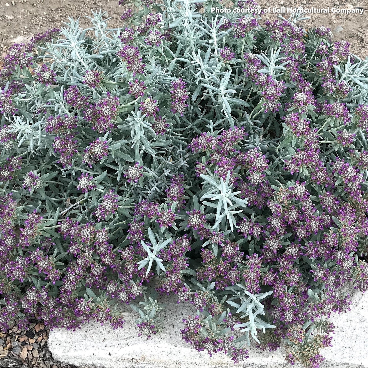 Teucrium x Eversilver 3.25"