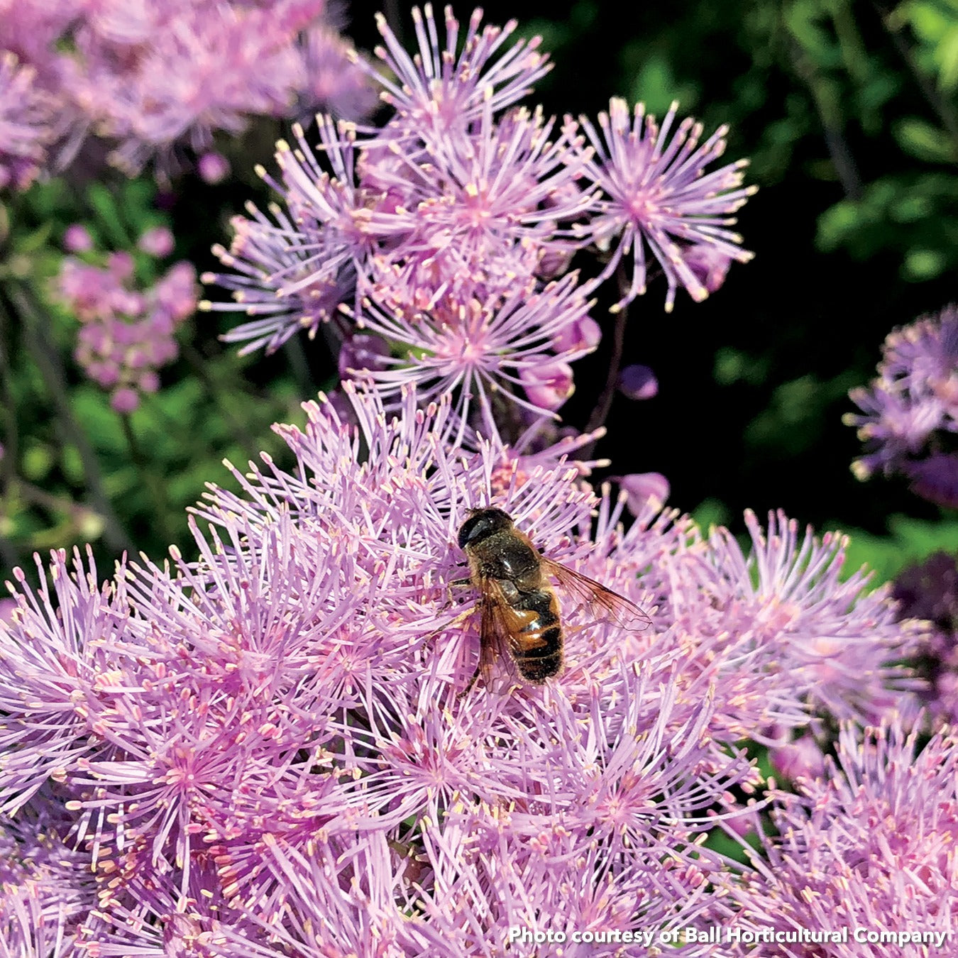 Thalictrum Nimbus Pink 1Q