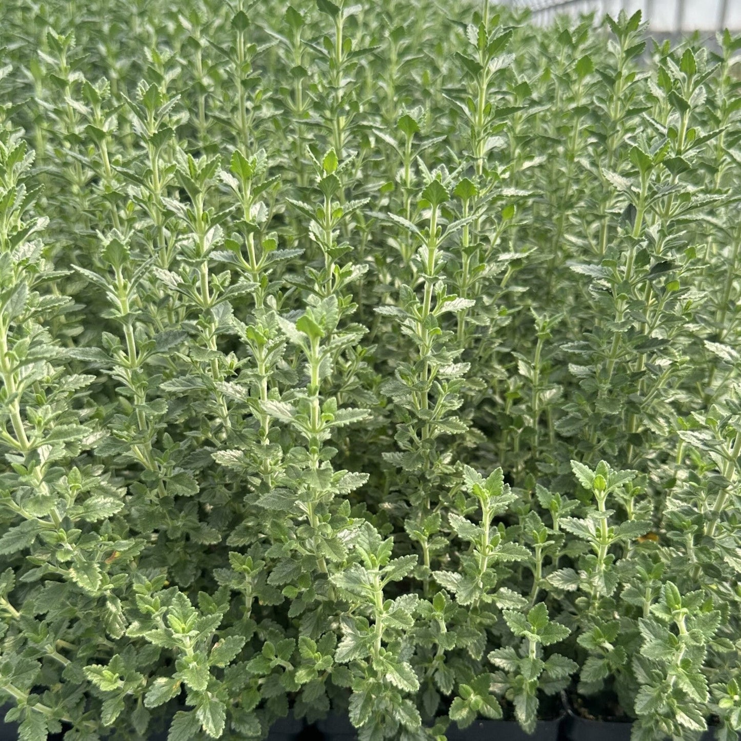 Teucrium chamaedrys 1G