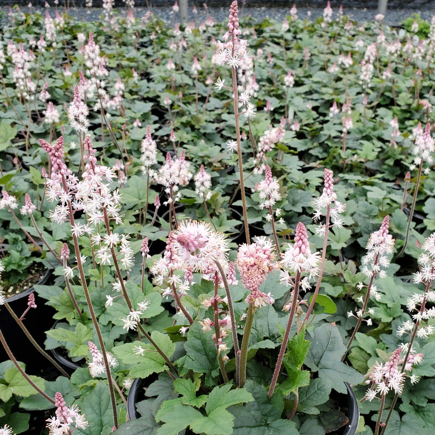 Tiarella cordifolia Oakleaf 1G