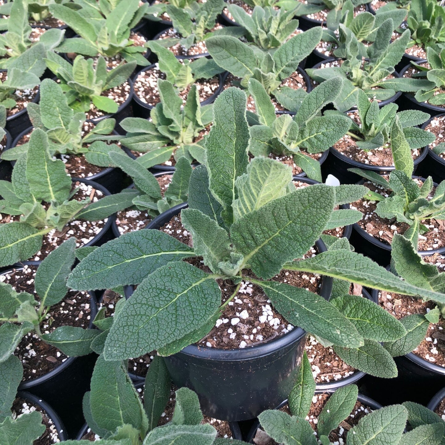 Verbascum x Snow Maiden 1Q