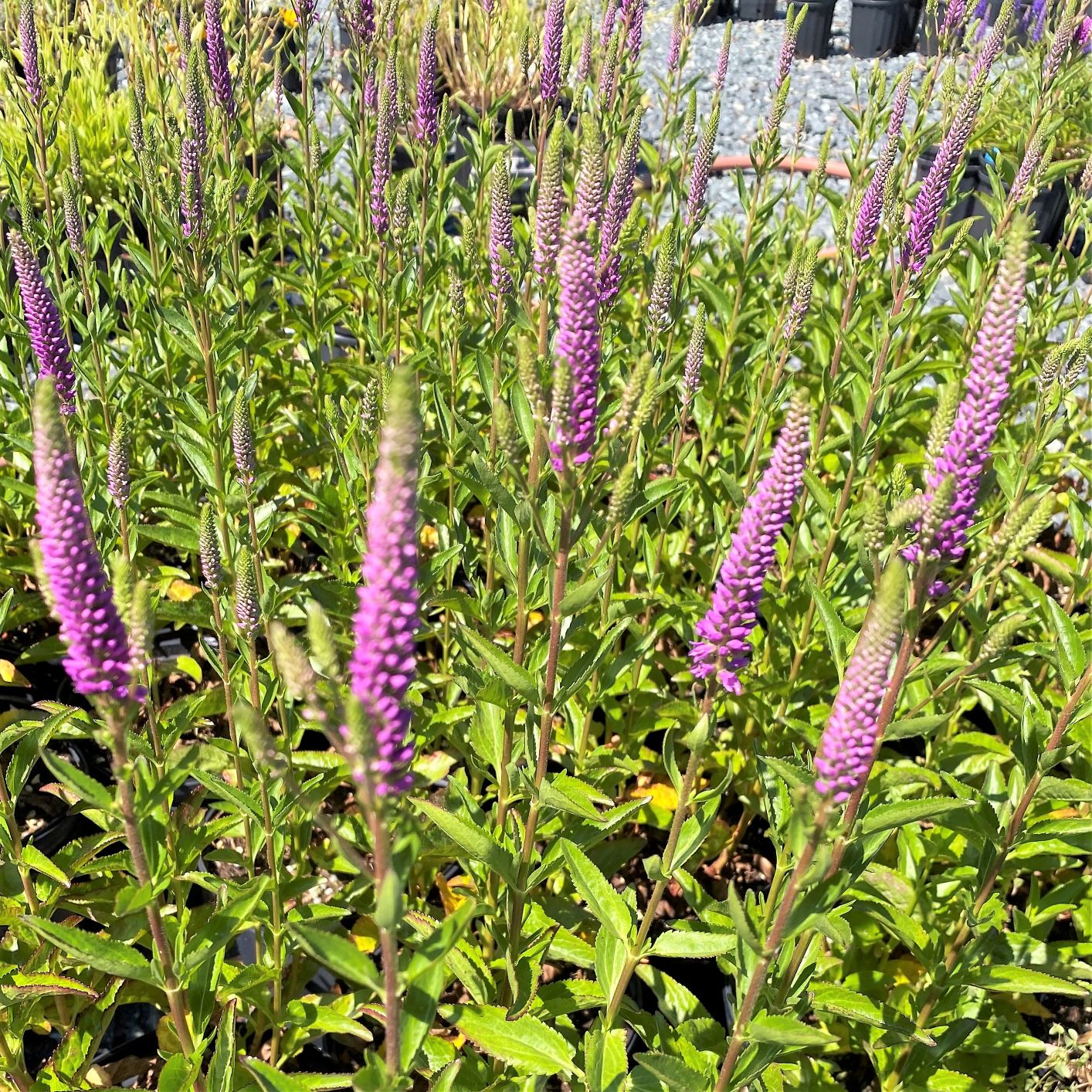 Veronica Very Van Gogh 1G