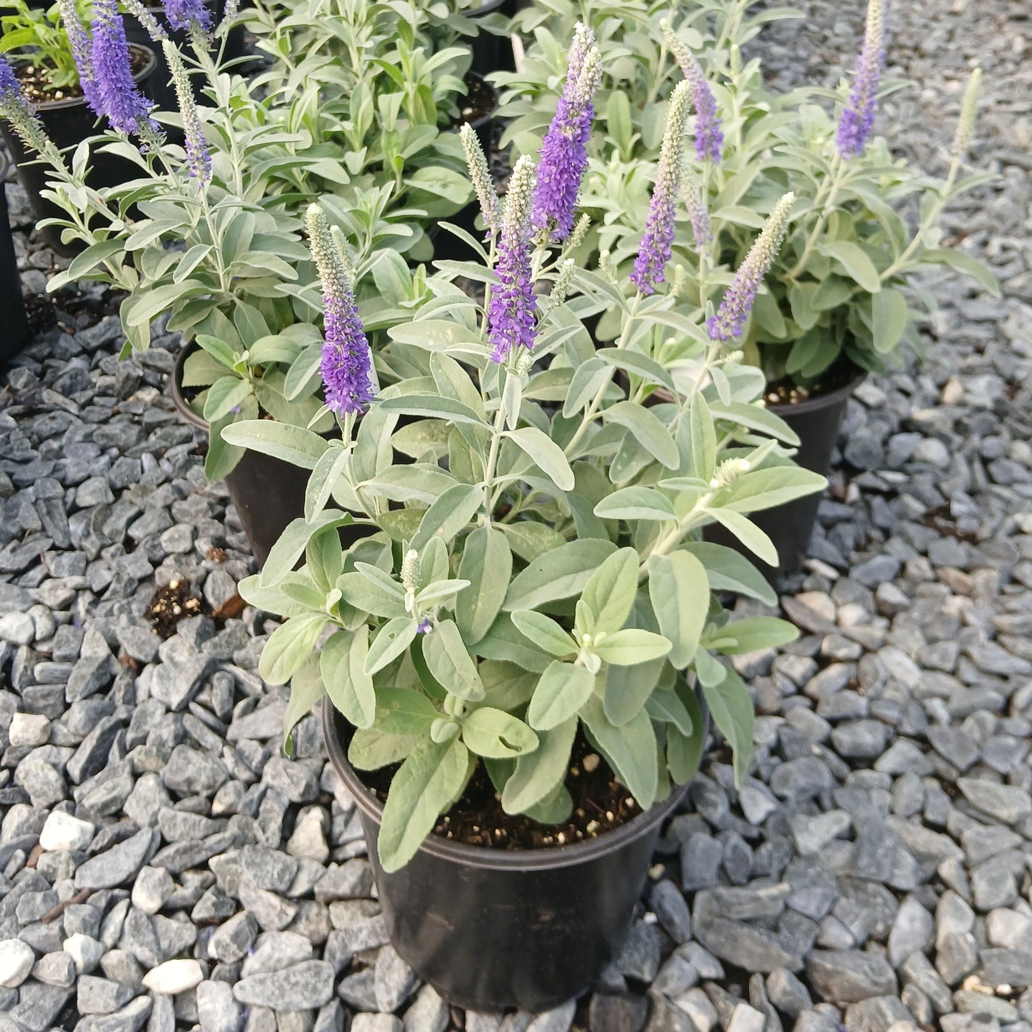Veronica Misty Blue 1G