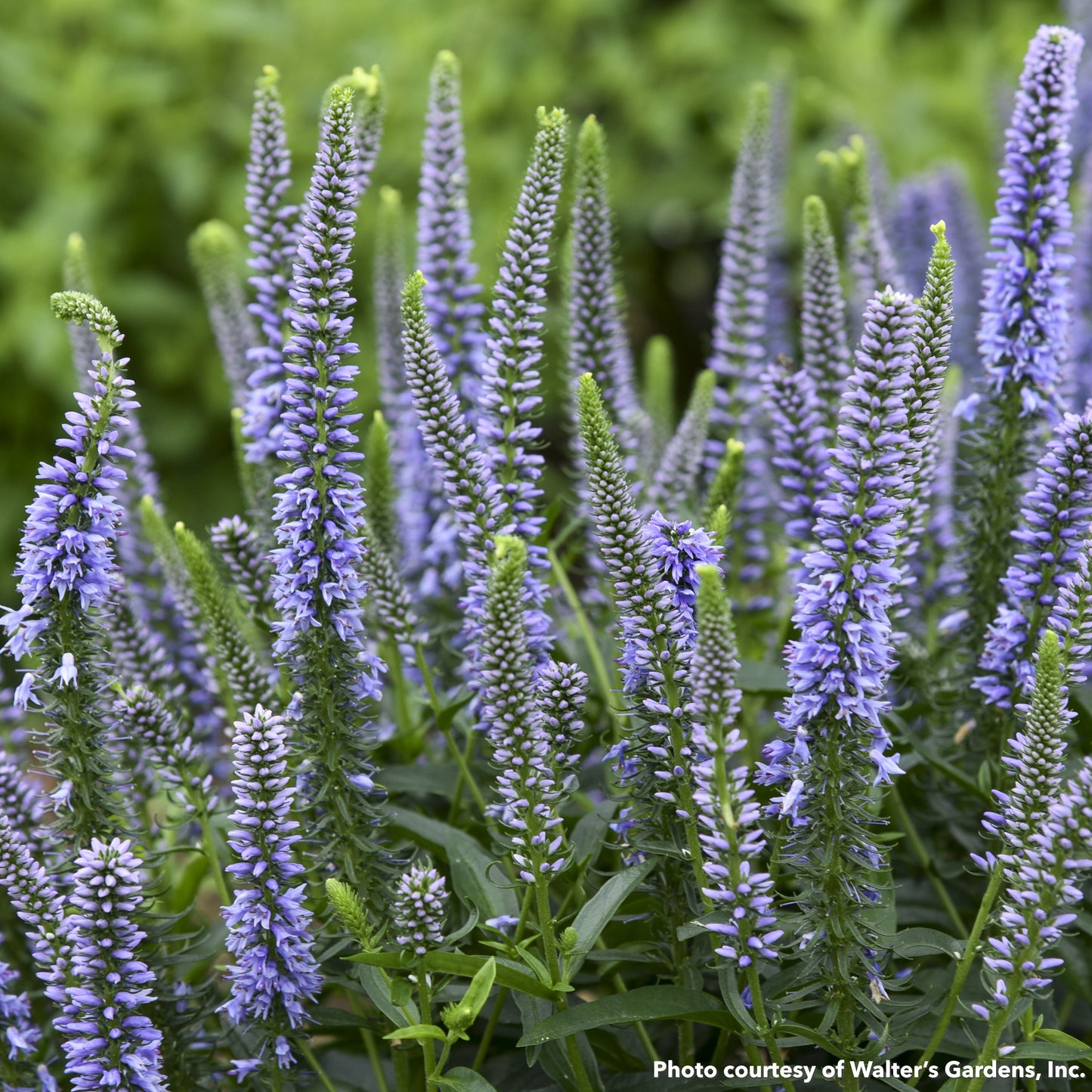 Veronica x Magic Show Ever After 1G