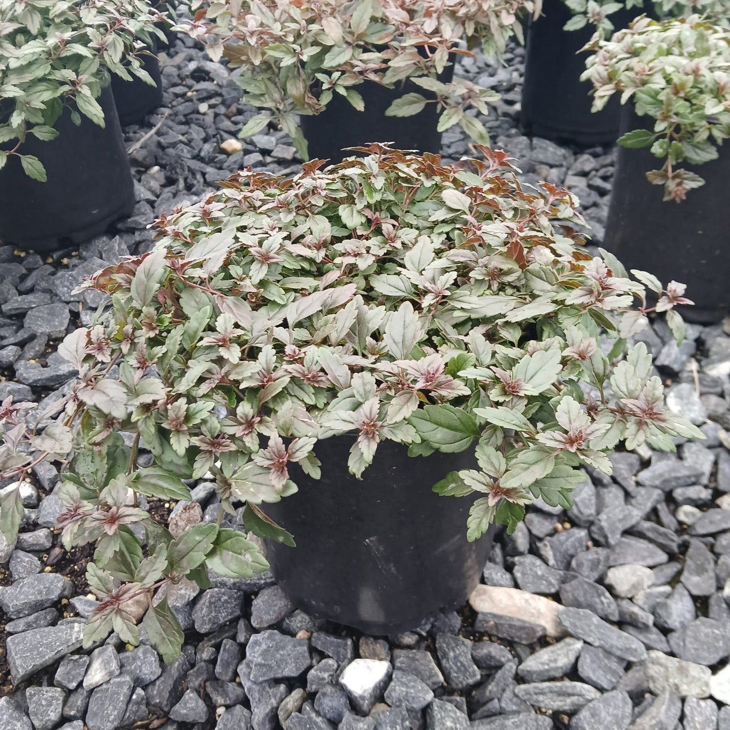 Veronica peduncularis Georgia Blue 1G