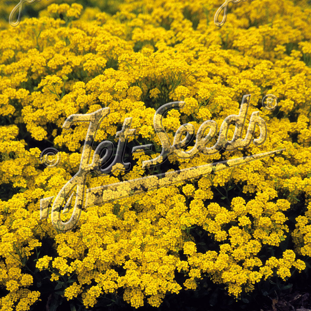 Aurinia saxatilis Summit 1Q