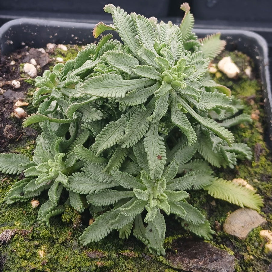 Achillea ageratifolia 1Q