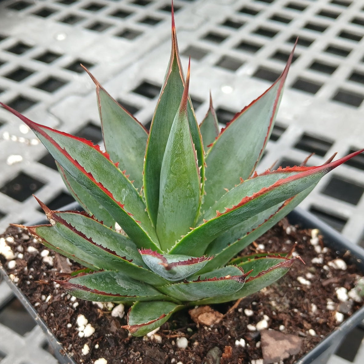Agave x Blue Glow 1Q