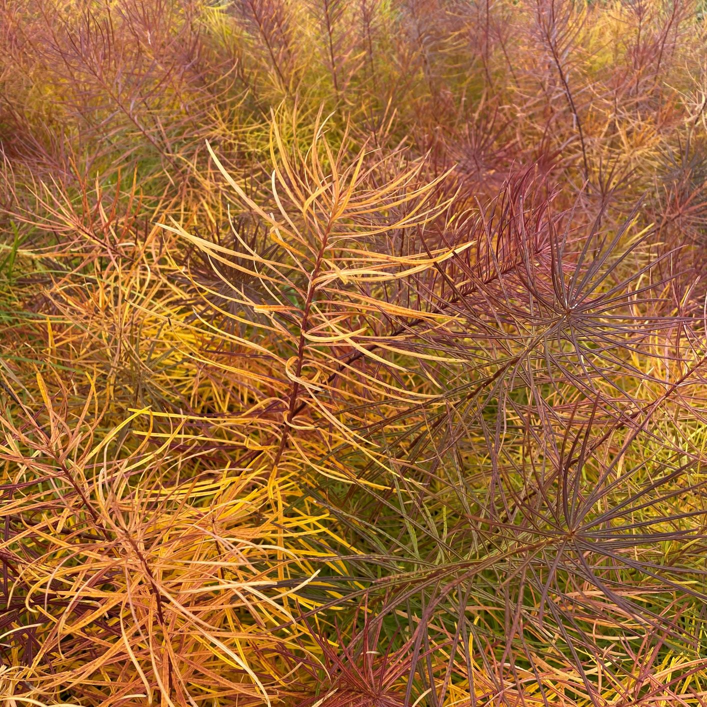 Amsonia hubrichtii 1G