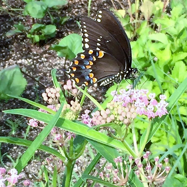 Asclepias incarnata 1G