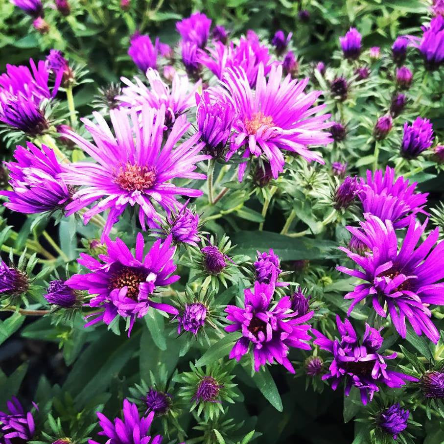 Aster novae-angliae Purple Dome 1G