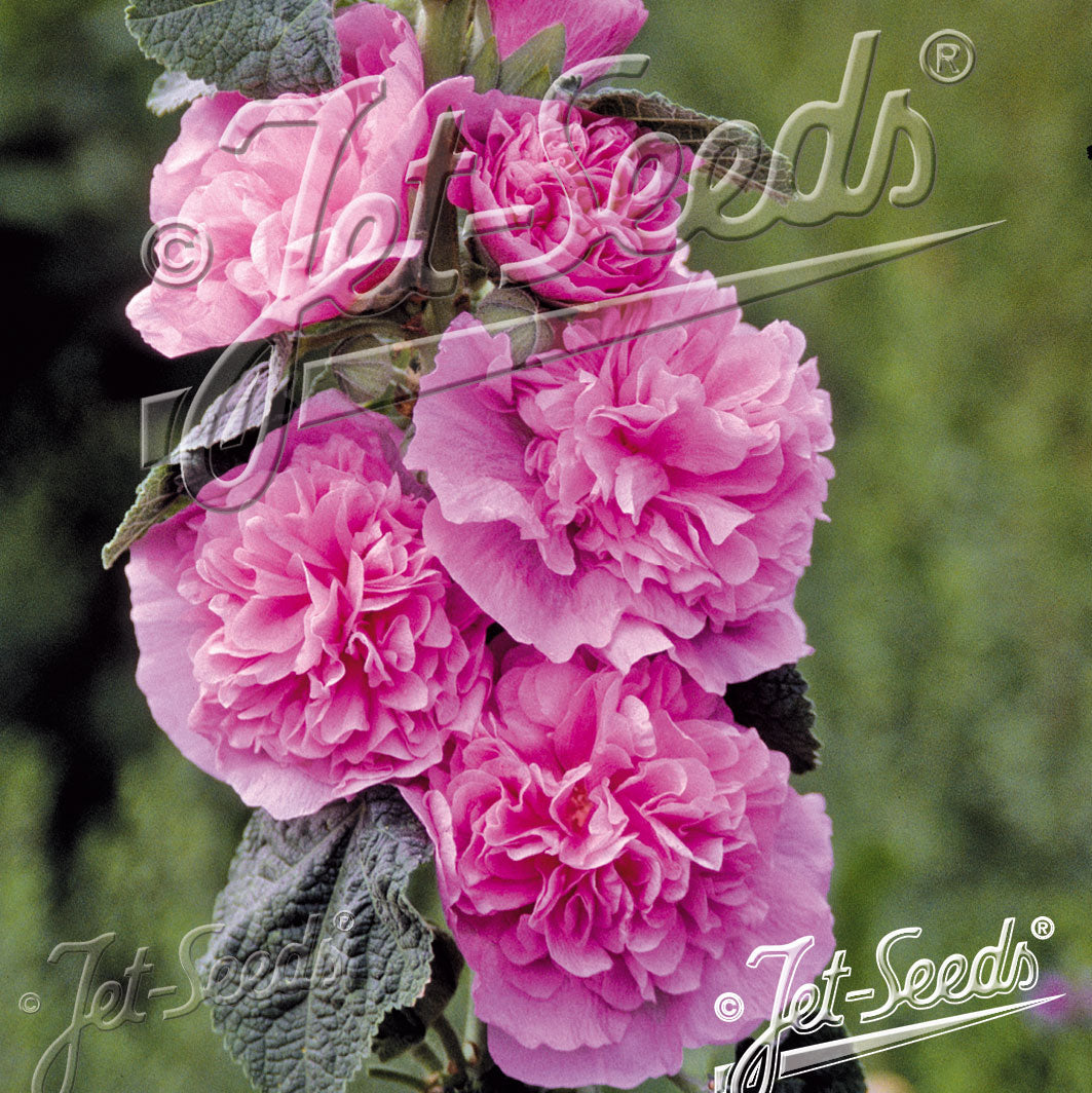 Alcea rosea plena Chater's Pink 1Q